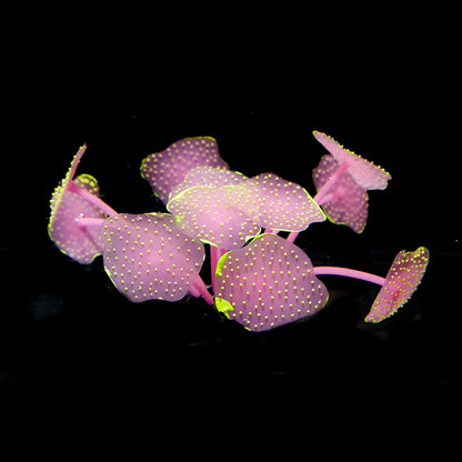 Aquarium Supplies Luminous Coral Simulation Silicone Corals UnderWater Landscape Decor Fish Tank Landscaping Coral Accessories
